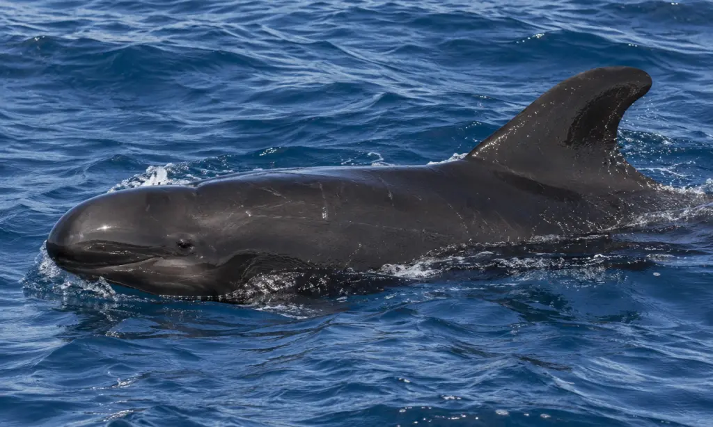 False Killer whales Hawaii
