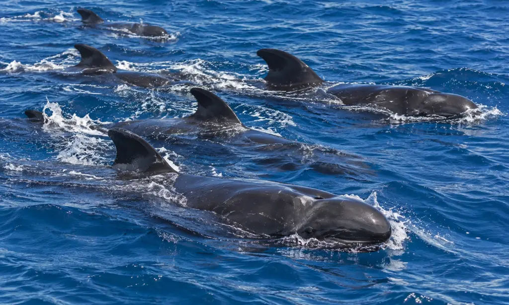 school of False Killer Whales in Hawaii