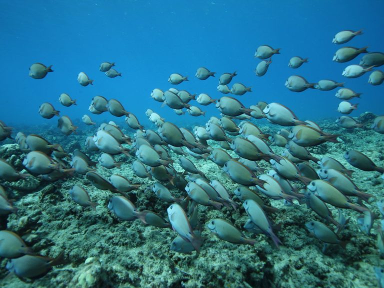 Fish_4-3