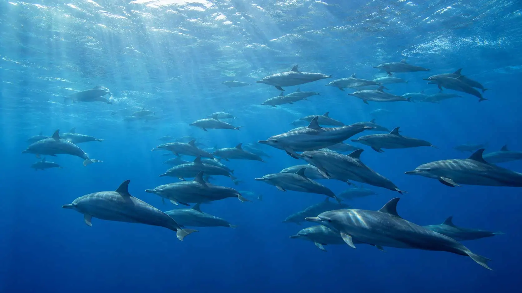 Read more about the article 20 Years in the Wild: How Long Hawaiian Spinner Dolphins Actually Live