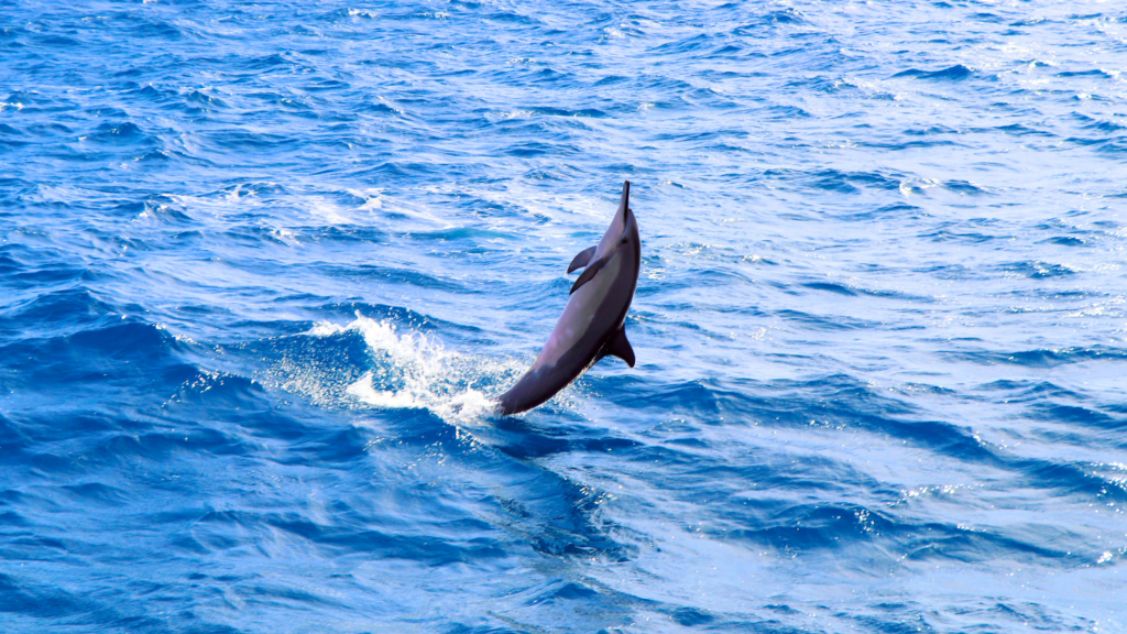 Hawaiian-Spinner-Dolphin