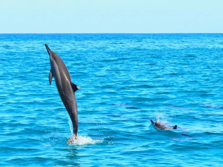 Hawaiian Spinner dolphin