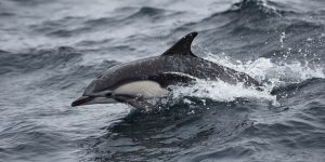 Read more about the article What Makes Oahu Spinner Dolphins Unique?