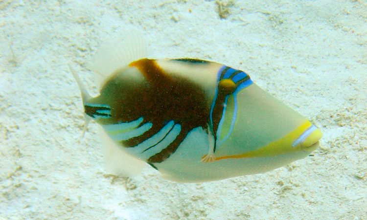 Hawaii reef fish