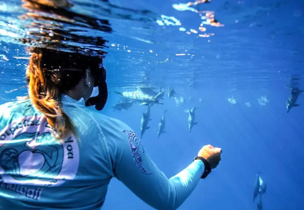 Swim with wild dolphins in the ocean