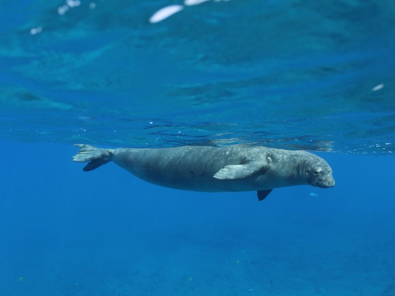 Hawaiian monk seal