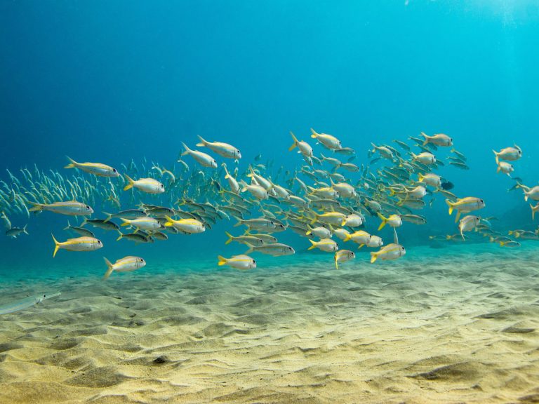 West Oahu reef fish