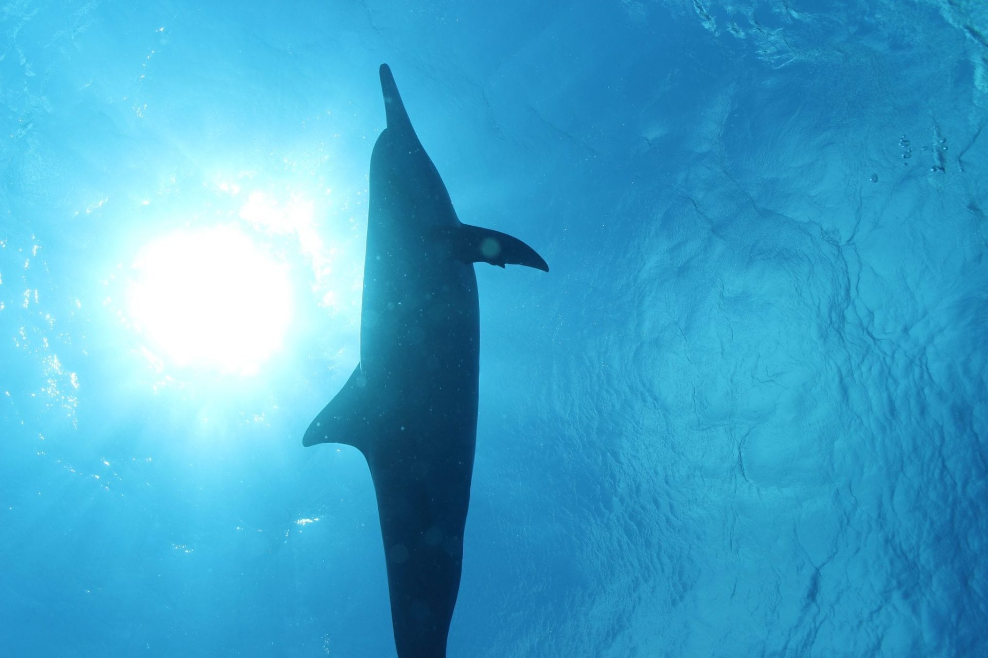 Read more about the article 野生のイルカと泳ぐと恋をしたような感覚になる❤︎