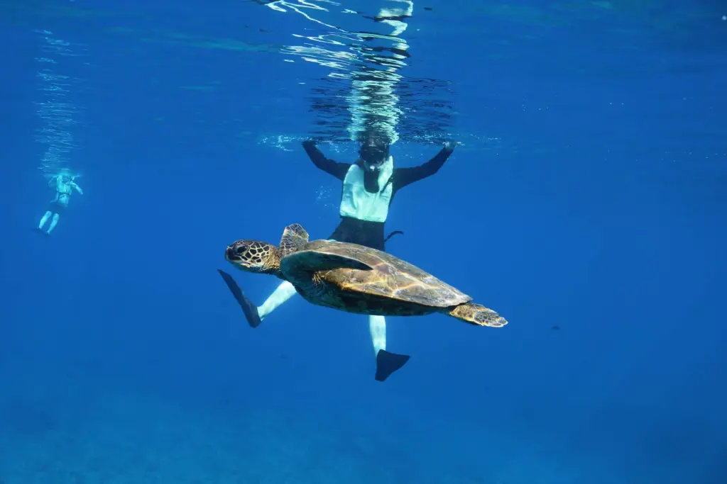 Sea turtle swimming