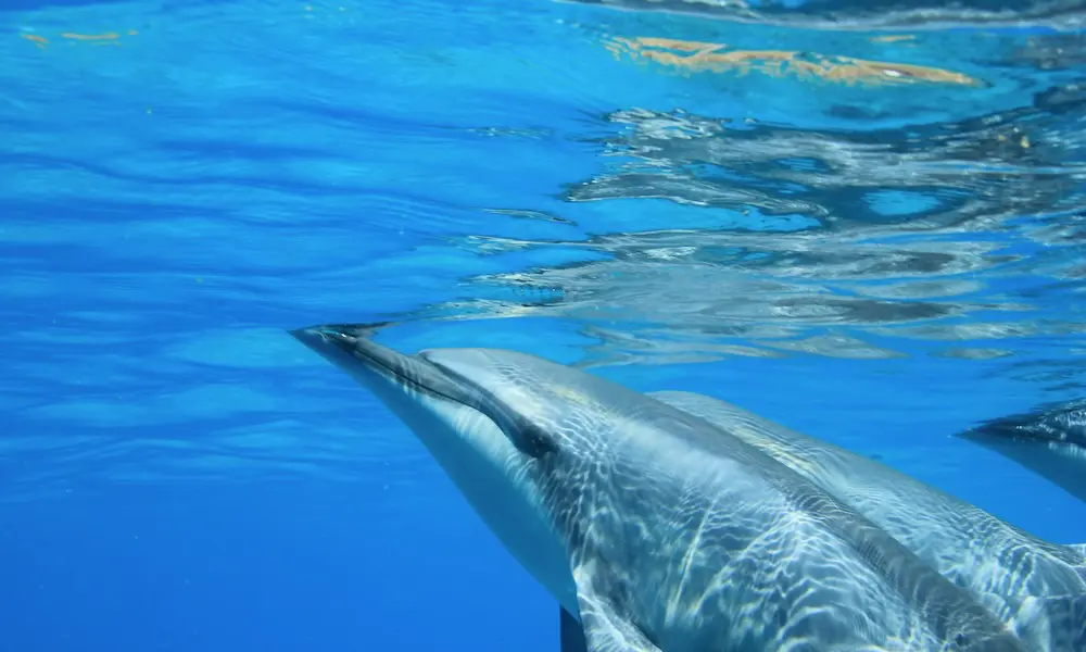 Read more about the article ハワイオアフ島イルカツアーで出会える生き物たち