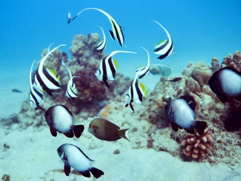 Tropical fish Hawaii