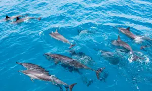 Wild Hawaiian Spinner Dolphins