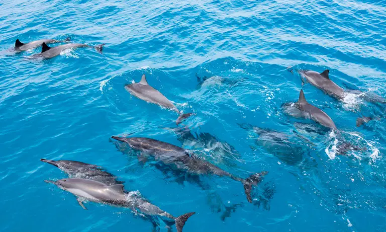 Wild Hawaiian Spinner Dolphins