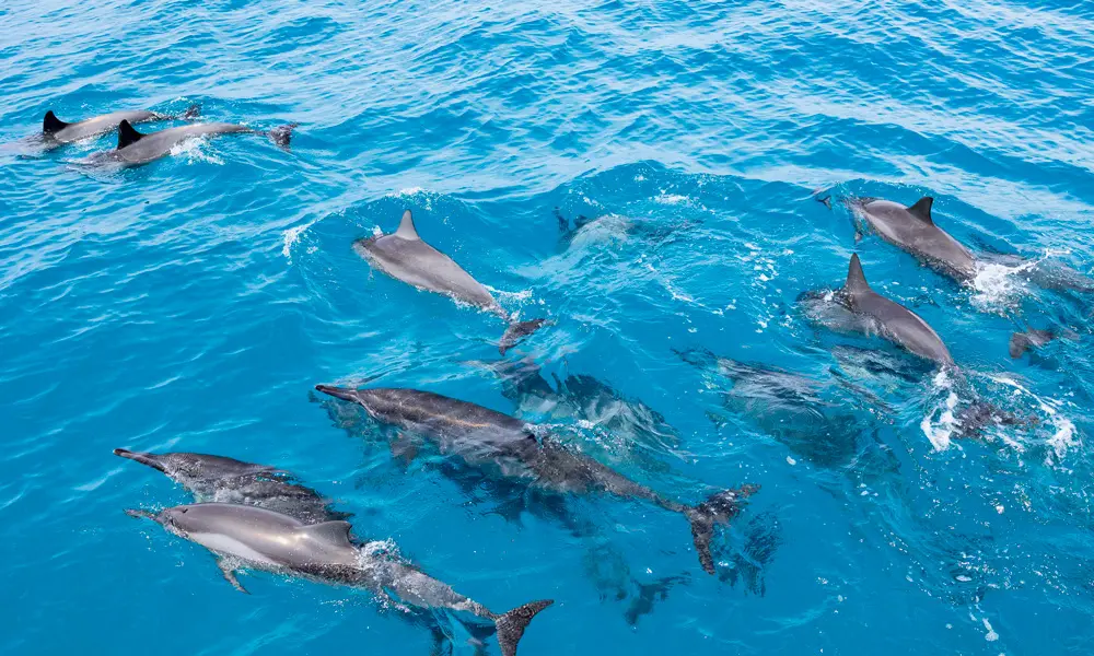 Read more about the article Oahu Dolphin Tours: The Honest Guide to Choosing the Right One