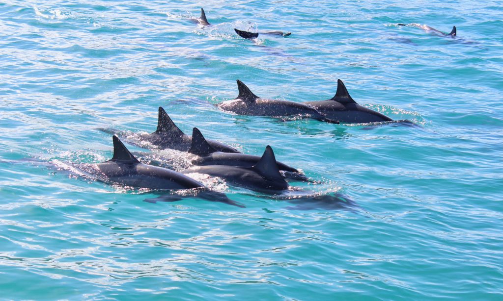 School of wild dolphins