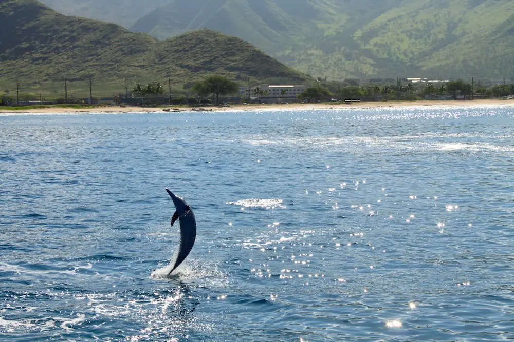 Read more about the article Why Spinner Dolphins Live in Hawaii