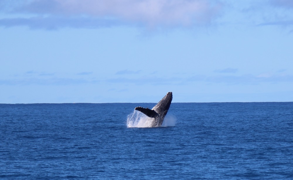 Read more about the article ハワイの冬はイルカとクジラのW癒し効果