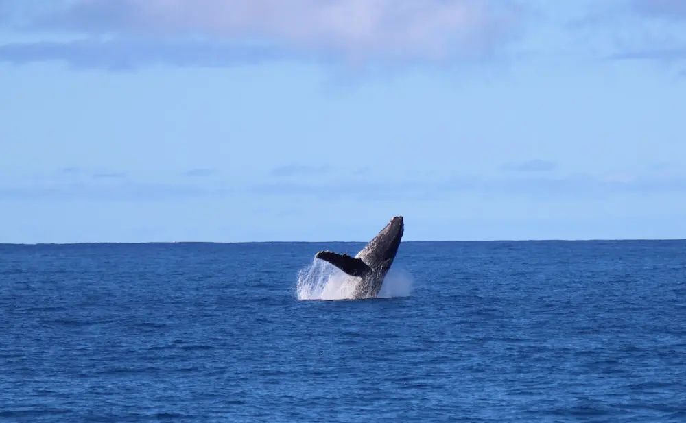 Read more about the article Dolphins and Whales in Hawaii: What You Can See and How They Differ
