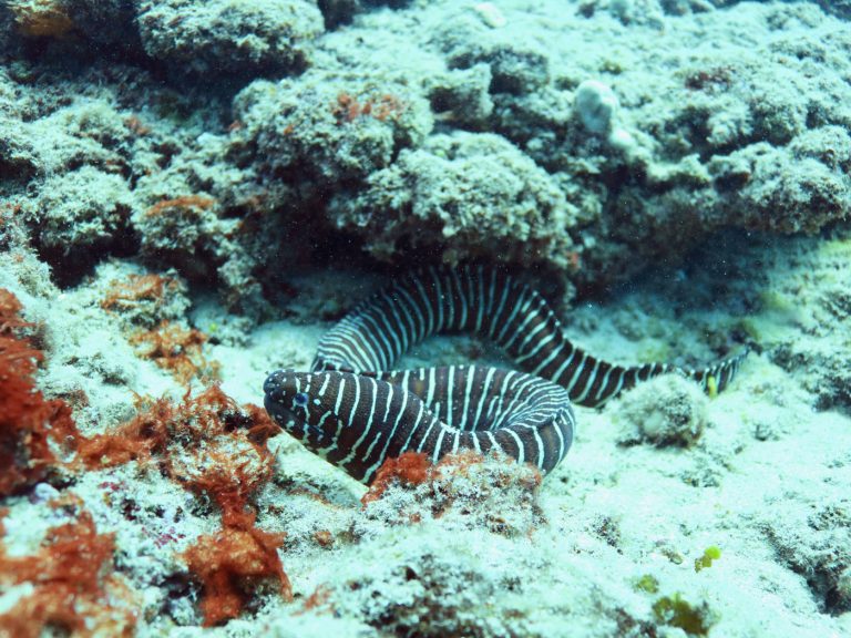 Eeel in West Oahu