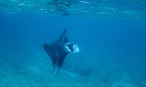 Read more about the article ハワイの海でマンタに遭遇！ドルフィン＆ユー