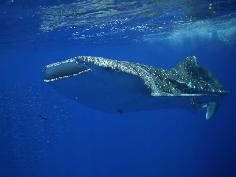 Whale Shark