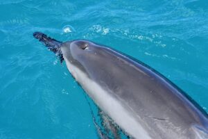 Read more about the article How Dolphin Skin Renews Itself! The Surprising Speed and Secrets