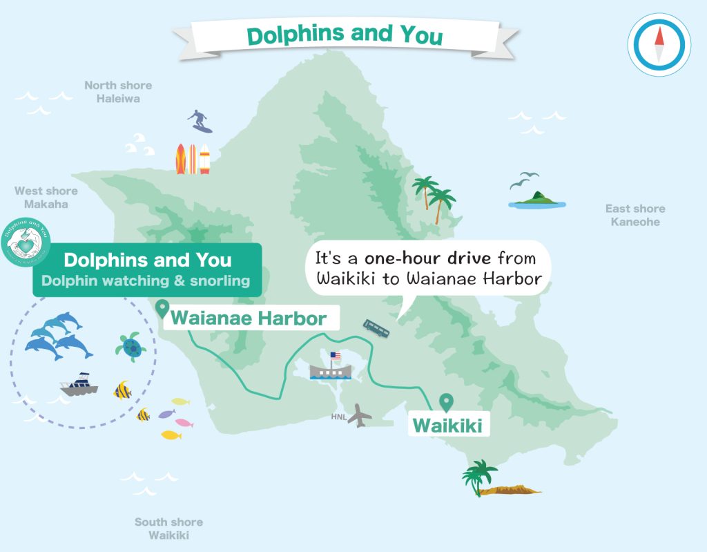 Dolphins and you map