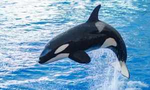 Killer whale jumping