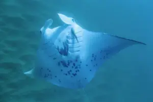 ハワイの海で泳ぐマンタ