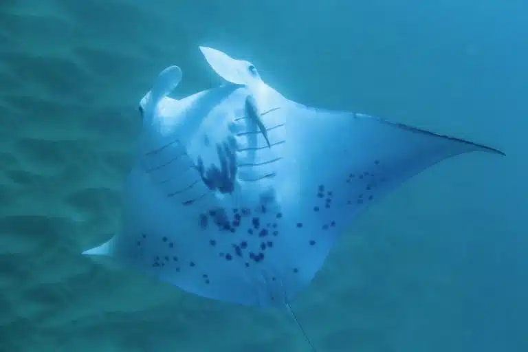 ハワイの海で泳ぐマンタ