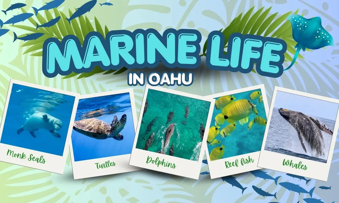 Read more about the article Marine Life in Oahu: Dolphins, Sea Turtles & Ocean Wildlife Guide