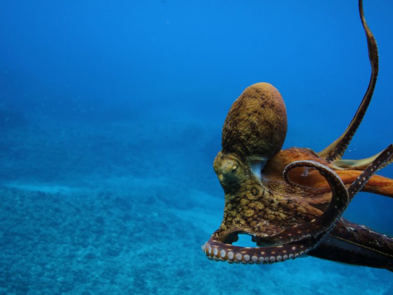 Octopus in West Oahu