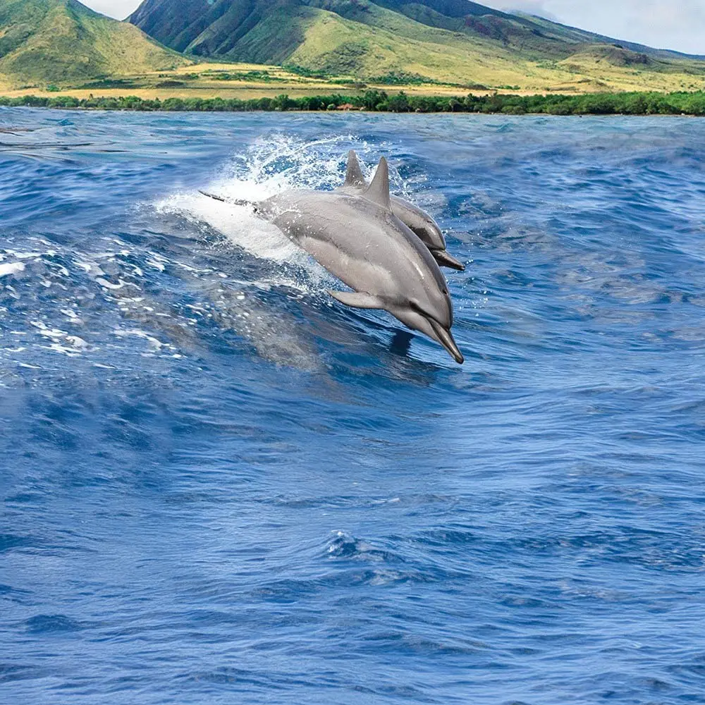 MauiDolphins