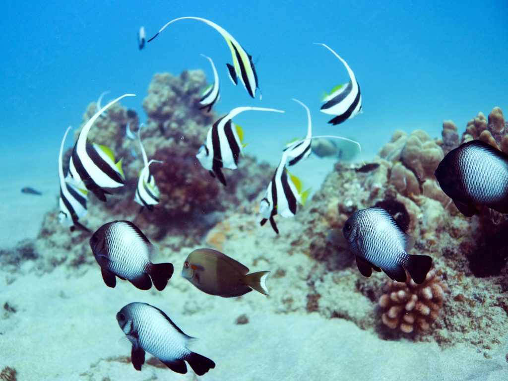 Moorish idol in Hawaii
