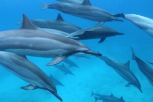 Read more about the article Oahu Dolphin Enthusiasts, Gather Around