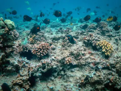 Fish on the seabed