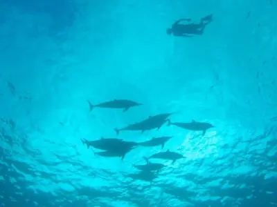 Swim with Dolphins in Oahu