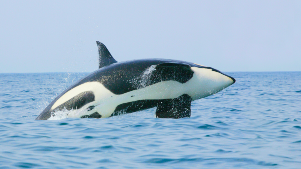 Orca