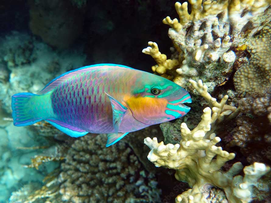 parrotfish hawaii