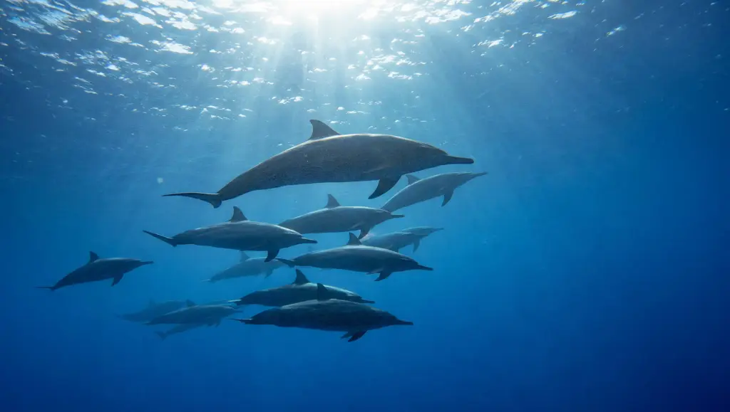 Dolphins communication
