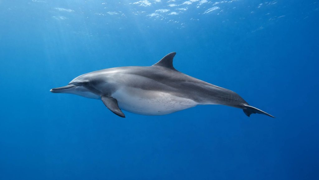 Pregnant Dolphin mom