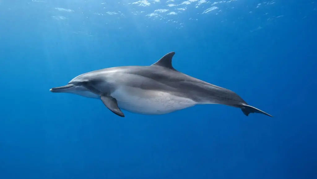 Pregnant Dolphin mom