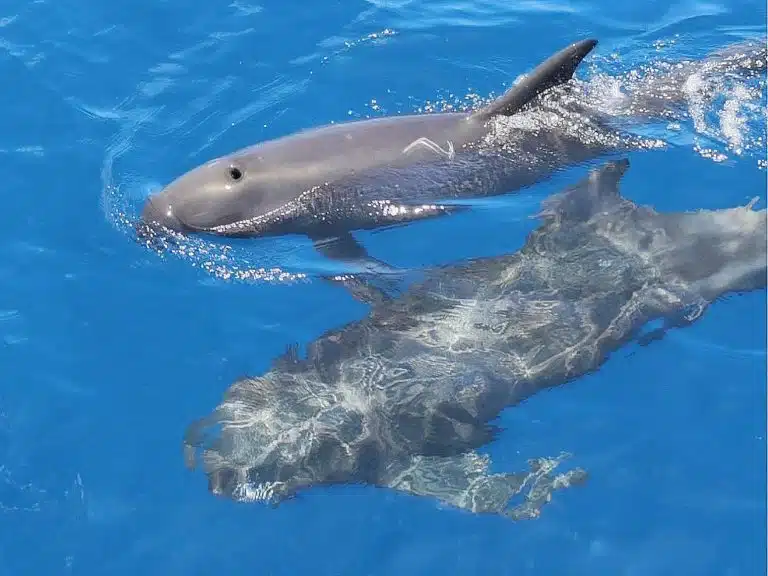 Risso's dolphin in Oahu