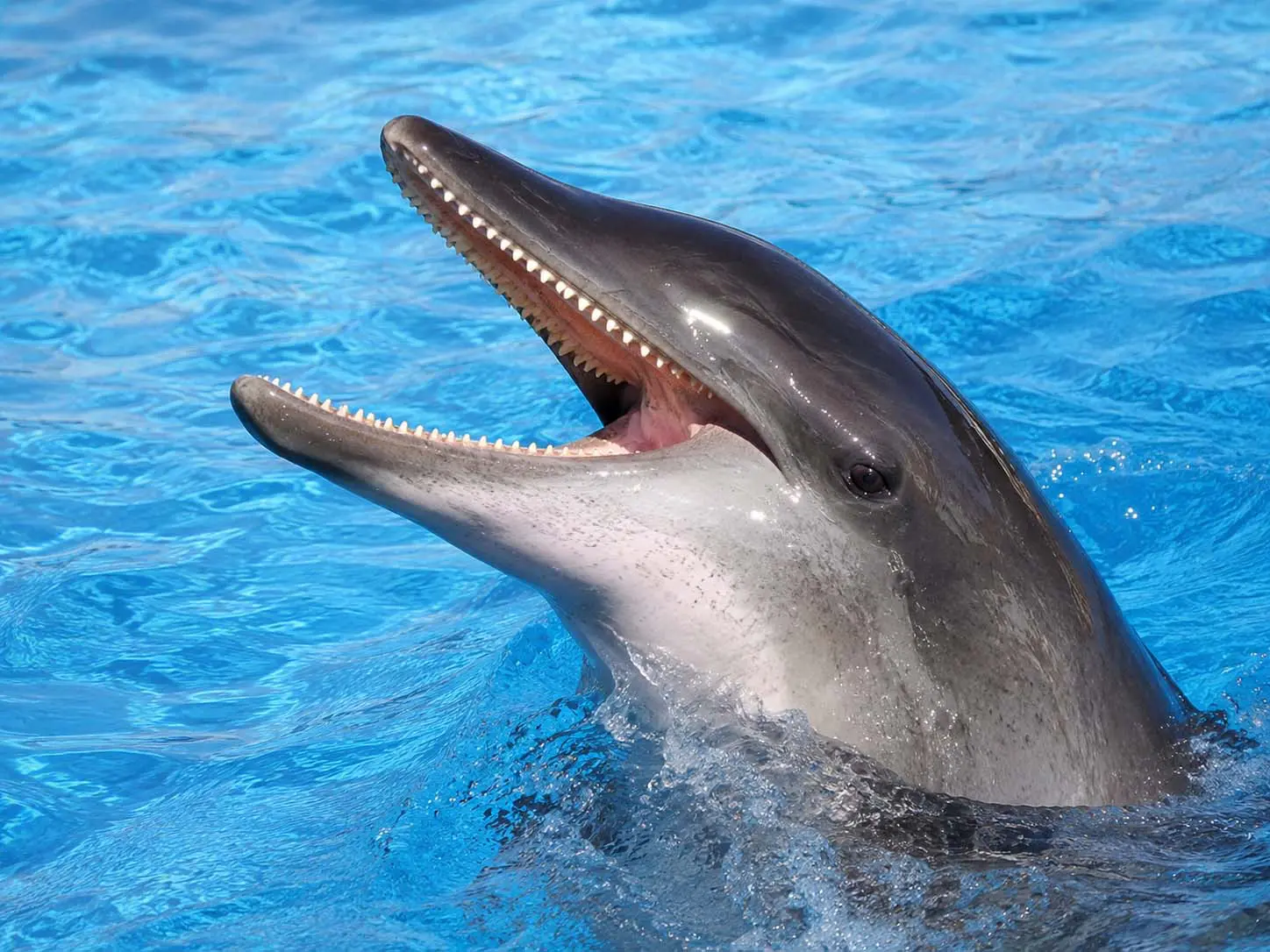 Read more about the article Meet the Rough-Toothed Dolphin: Hawaii’s Deepest-Water Ocean Dweller