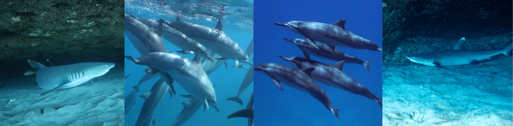 Why are sharks afraid of dolphins