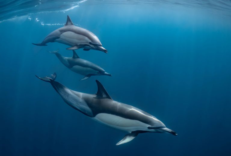 Short-beaked common dolphins