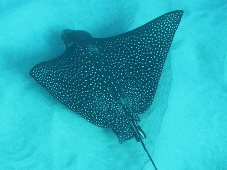 Spotted Eagle Ray