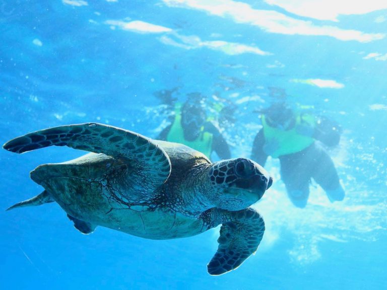 snorkel with turtle