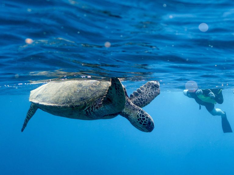 swim with turtles