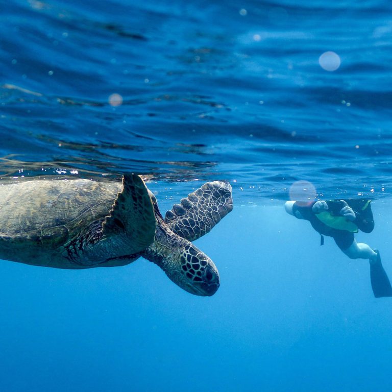 Swim with turtle in Hawaii